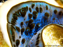 Inside a clam - Photo with Canon S90 Compact by Spencer Burrows 